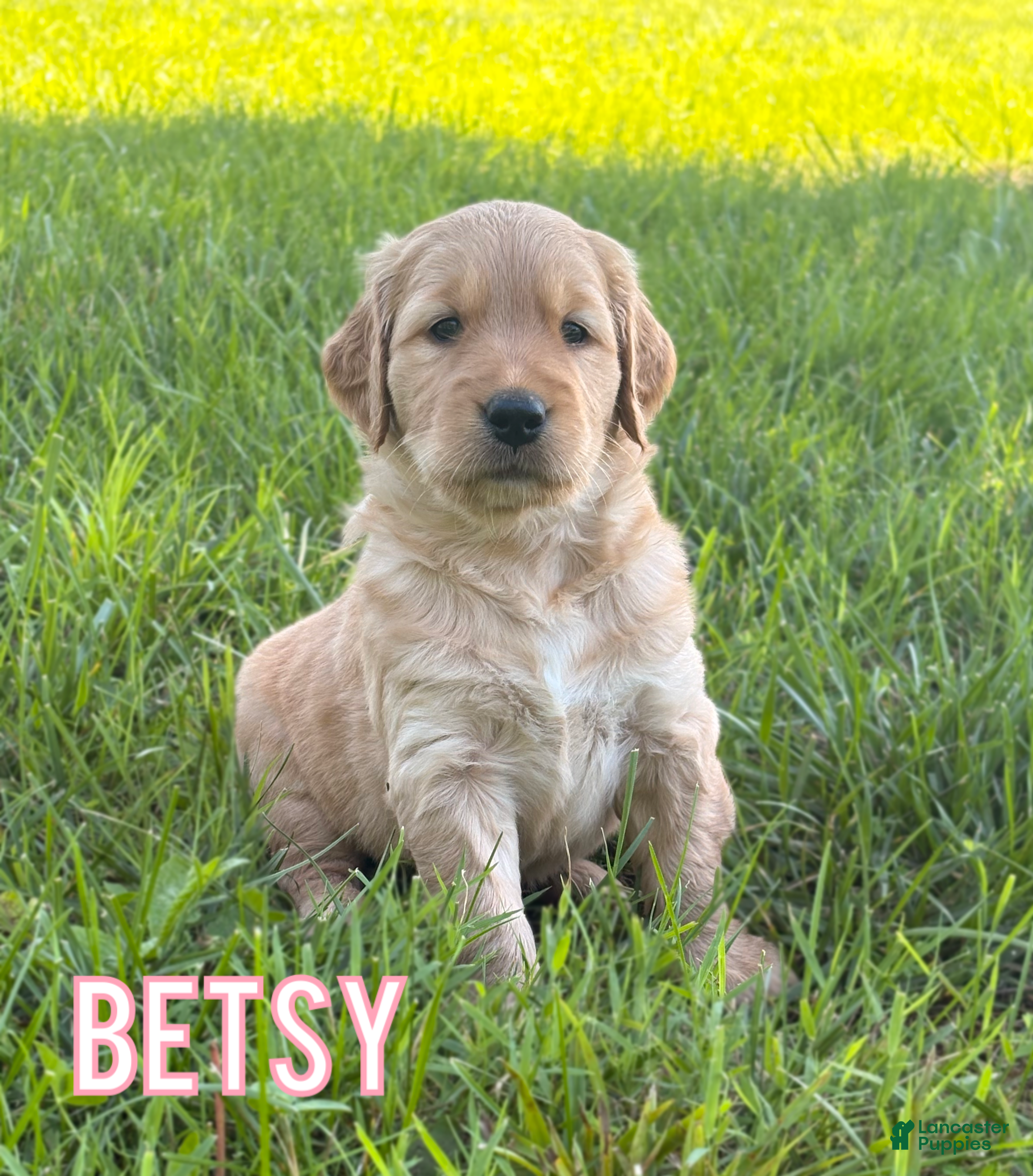 Golden Retriever dogs Betsy - Ad 27