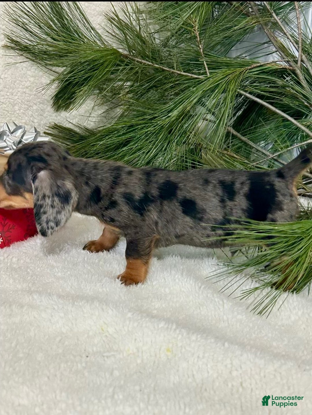 Miniature Dachshund dogs for sale: Bruce - Ad 2