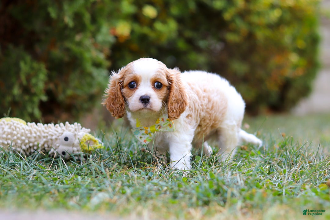Cavalier King Charles Spaniel dogs for sale: Dexter - Ad 2