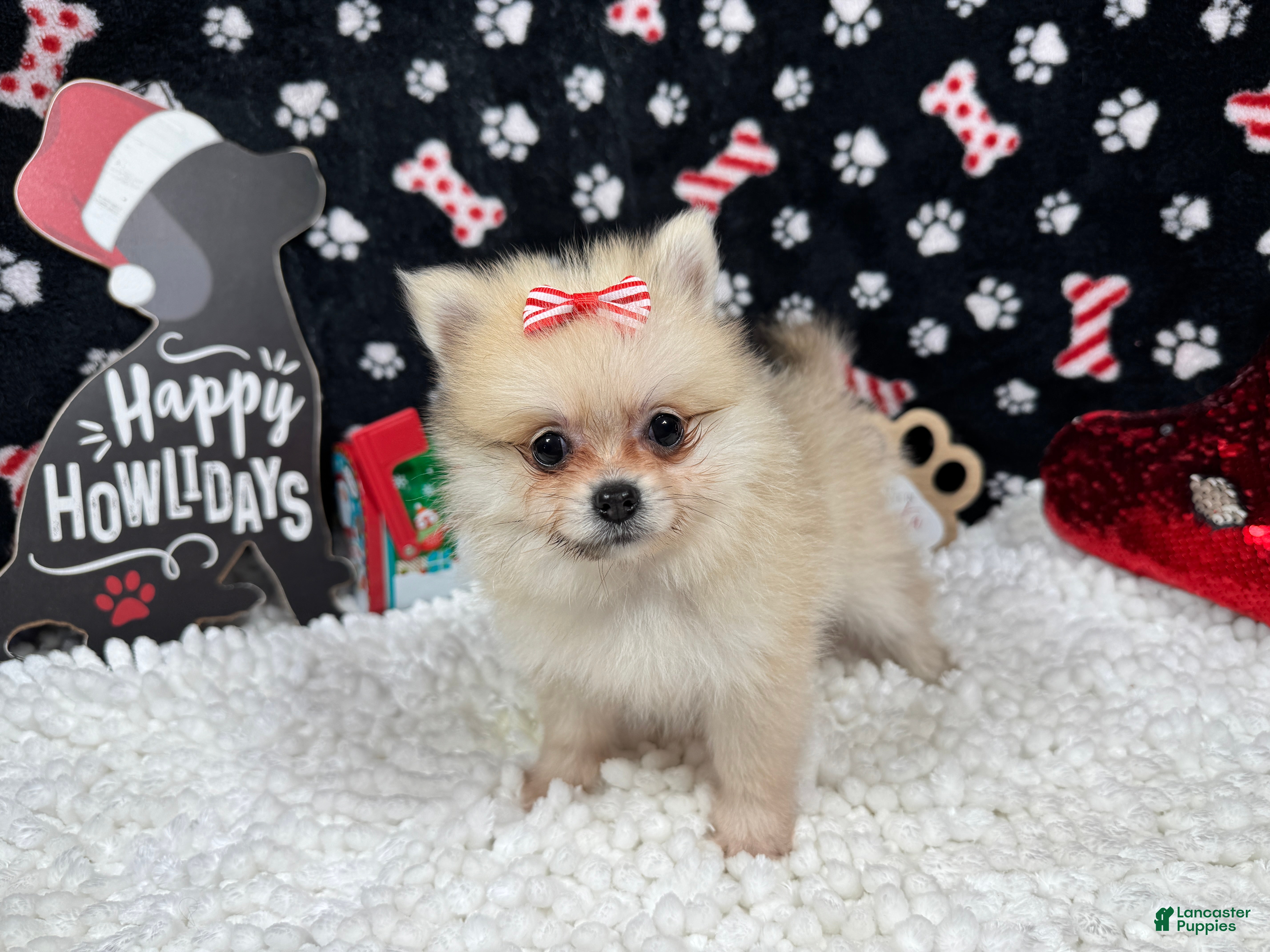 Pomeranian dogs Pomeranian Puppy 3 - Ad 34