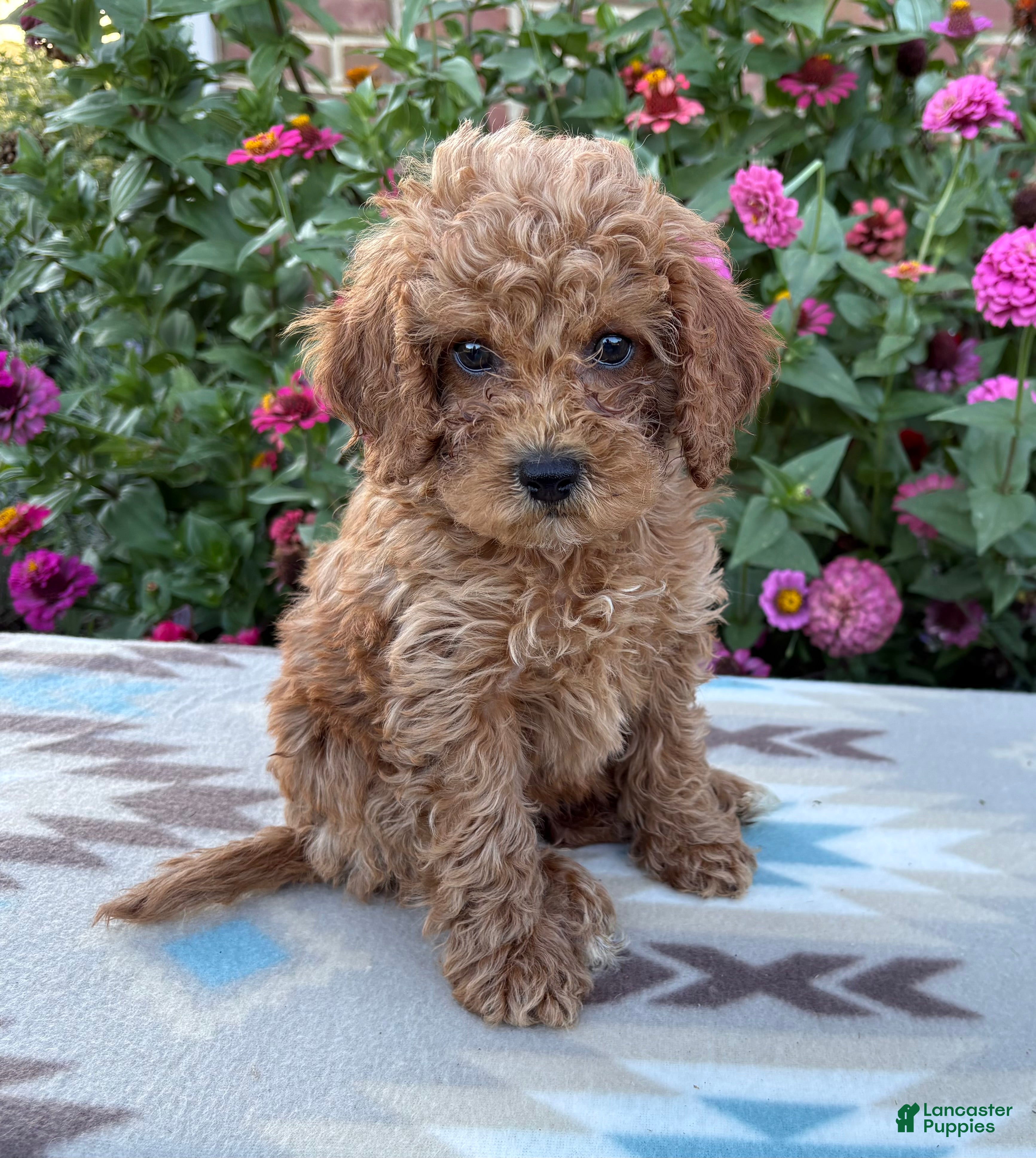 Cockapoo dogs Ruby  - Ad 1