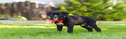 Boxer dogs for sale: Jax - Ad 5