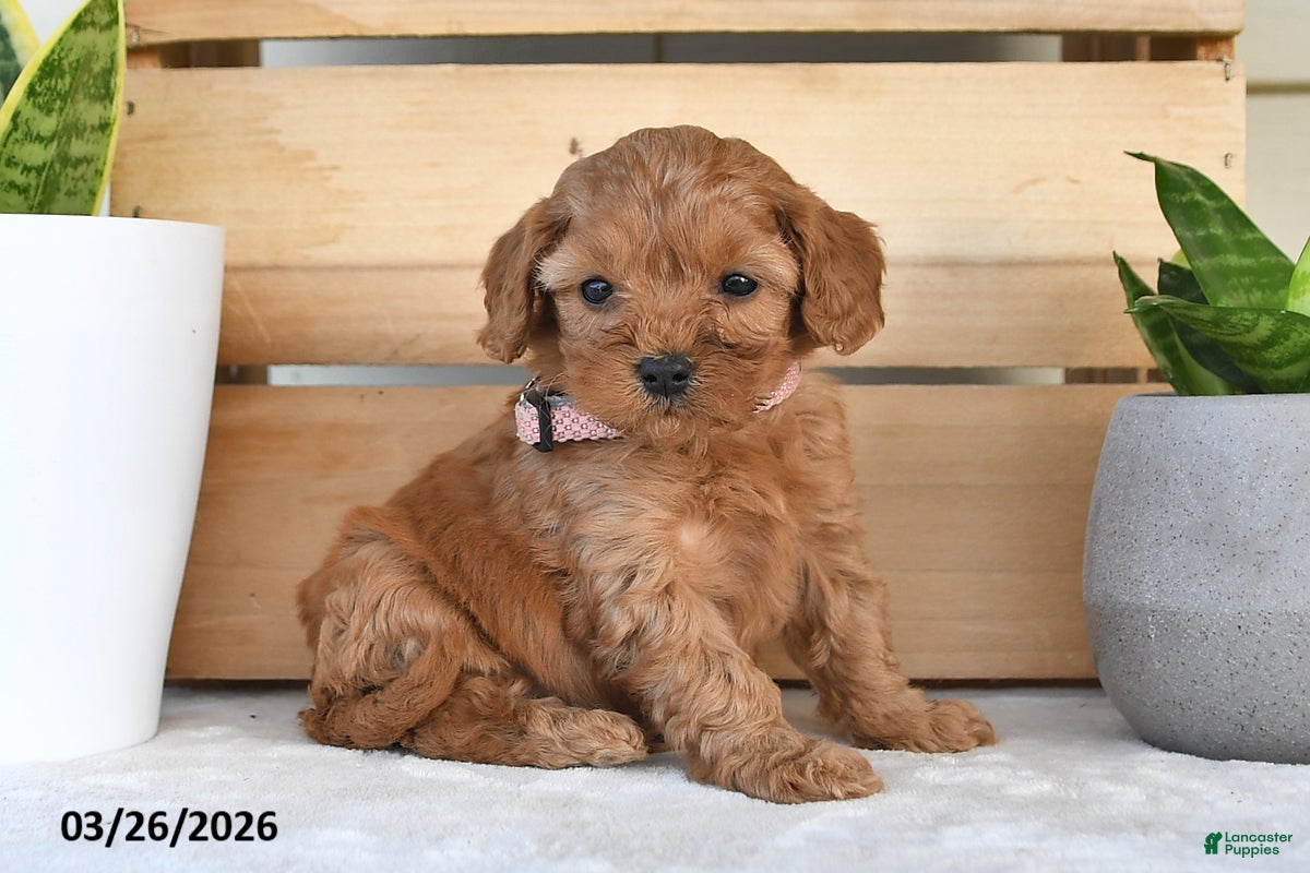 Cavapoo dogs Caroline - Ad 1