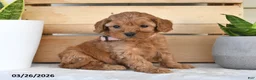 Cavapoo dogs for sale: Caroline - Ad 1
