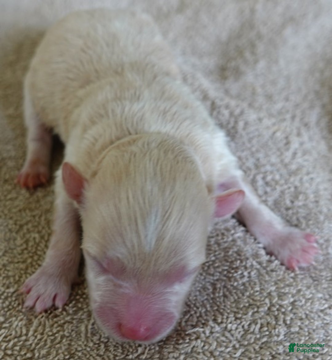 Maltipoo dogs for sale: Kyro boy - Ad 3