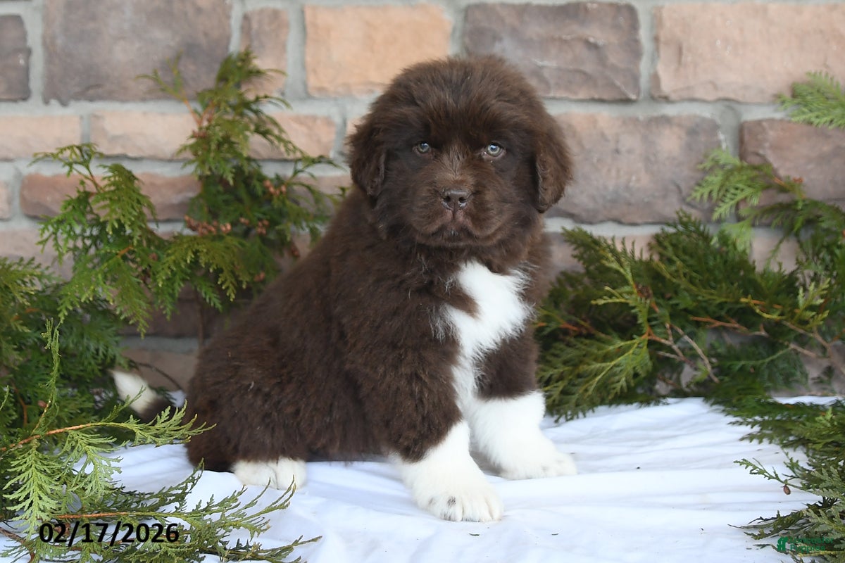 Newfoundland dogs Makenzie - Ad 1