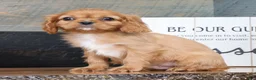 Cavalier King Charles Spaniel dogs for sale: Preston - Ad 3