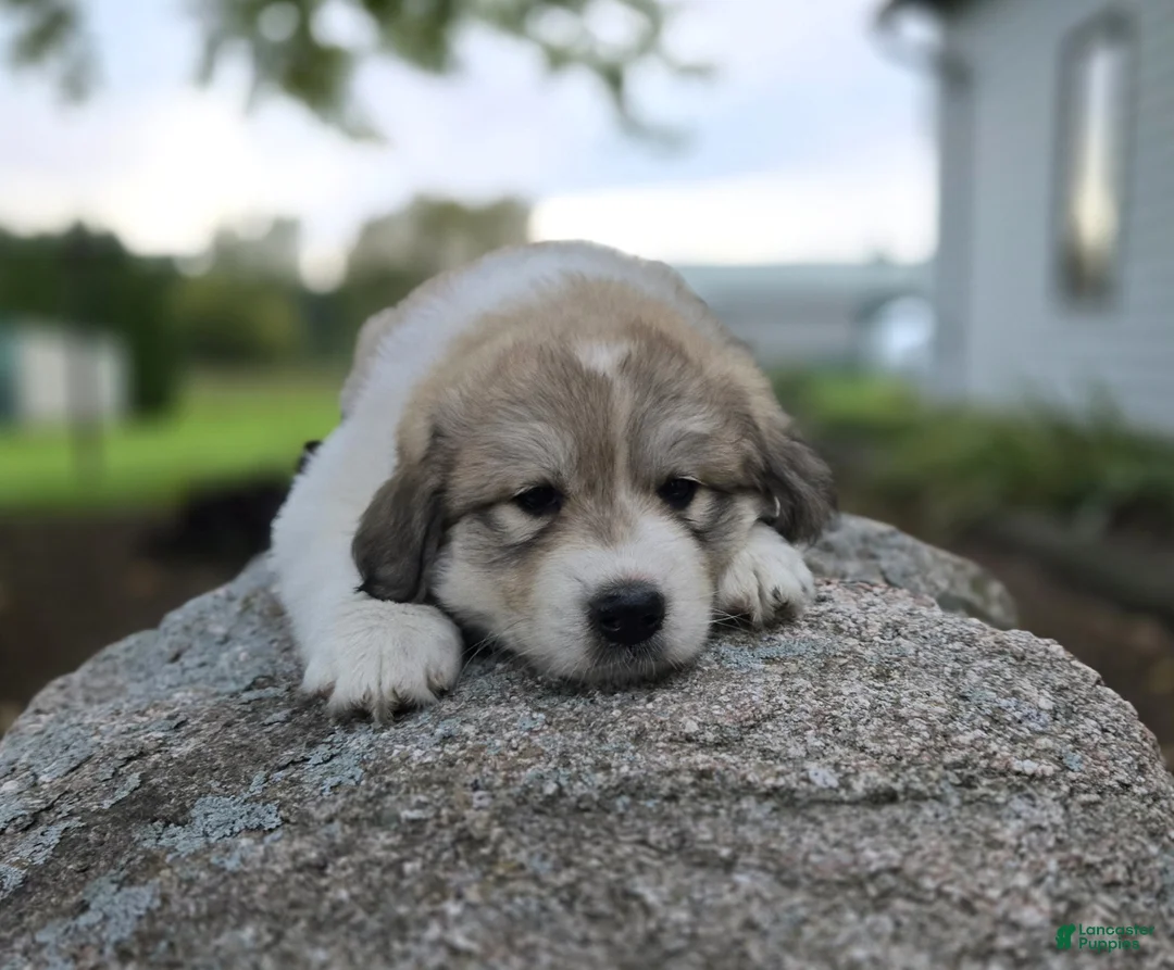 Great Pyrenees dogs for sale: Macy - Ad 2