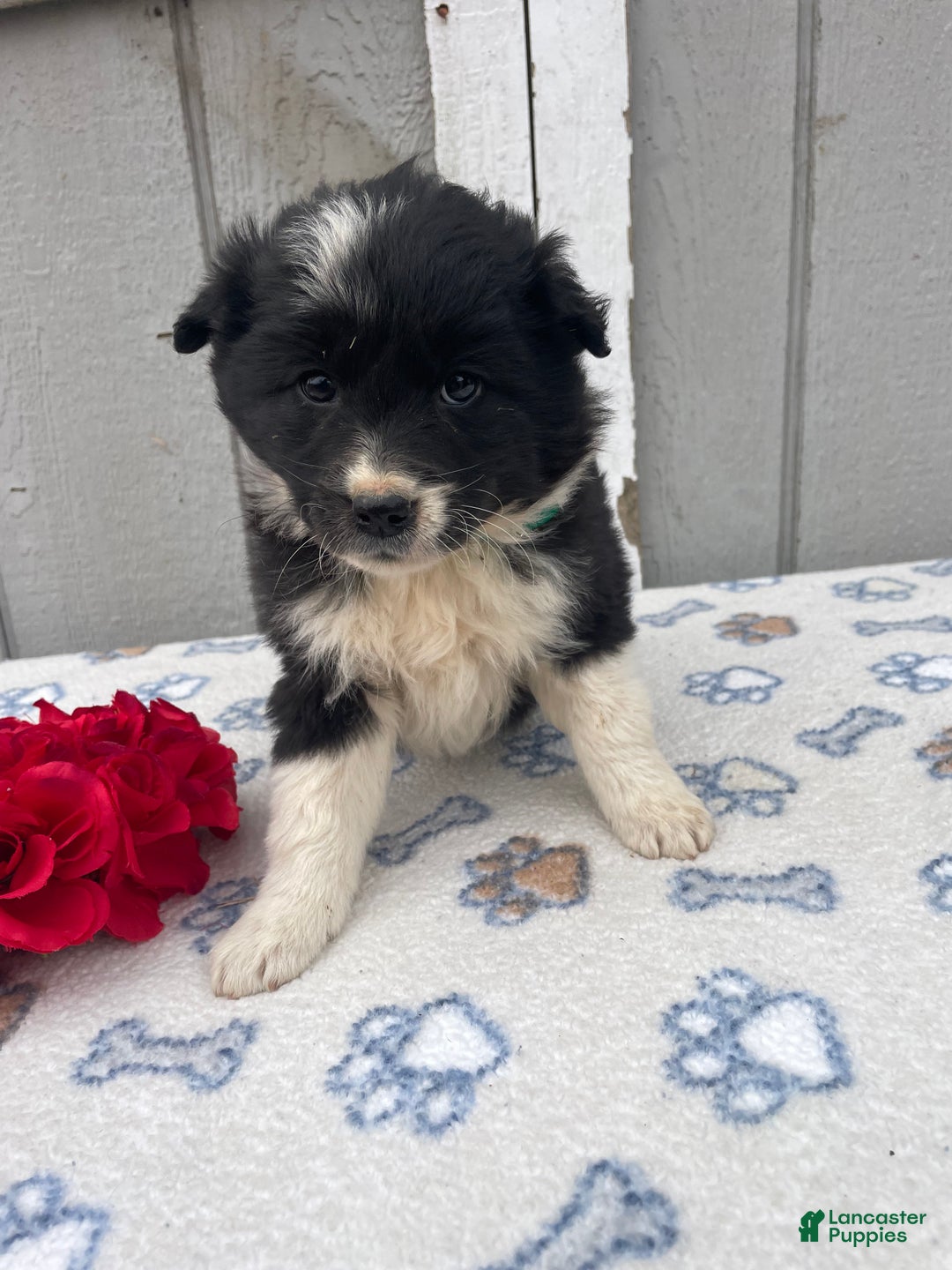 Border Collie dogs for sale: Skye - Ad 1