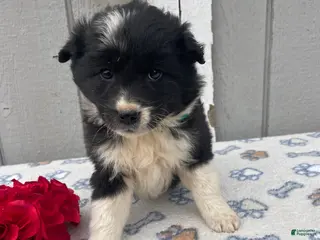 Border Collie dogs Skye - Ad 36