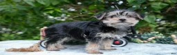 Yorkshire Terrier dogs for sale: Eden - Ad 3