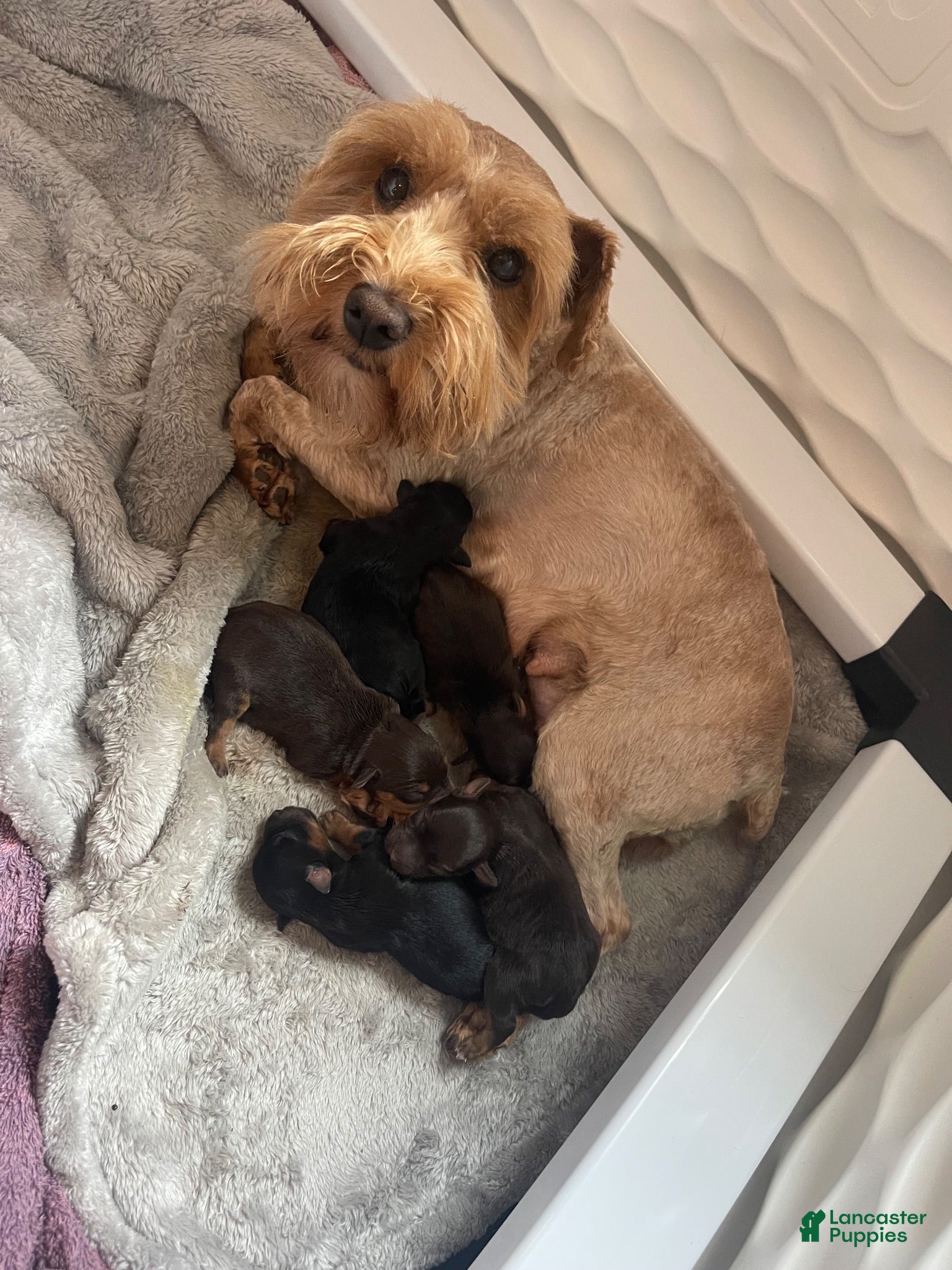 Miniature Schnauzer dogs Miniature Schnauzer 1 - Ad 2