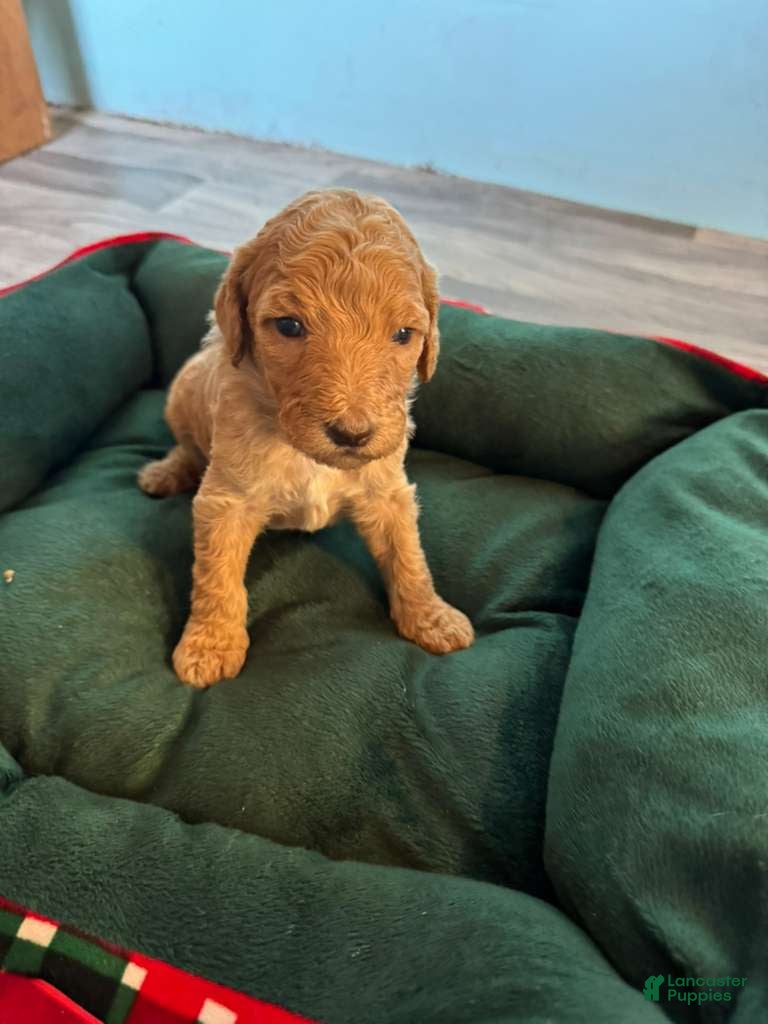 Standard Poodle dogs Standard Poodle Puppy 5 - Ad 1