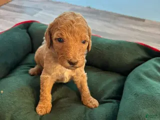 Standard Poodle dogs for sale: Standard Poodle Puppy 5 - Ad 1