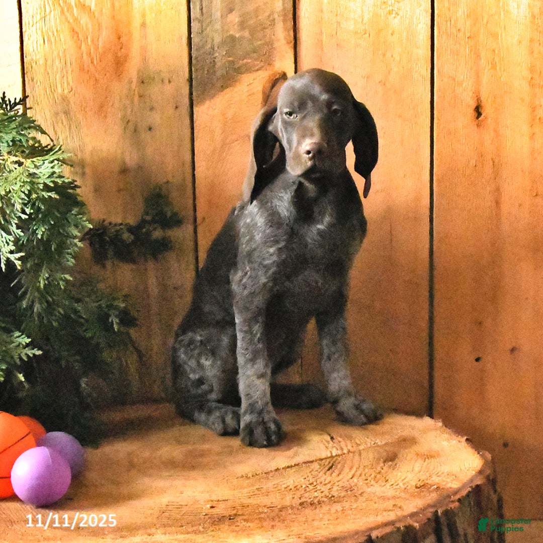 German Shorthaired Pointer dogs for sale: Candy - Ad 10