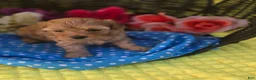 Maltipoo dogs for sale: Magic - Ad 4