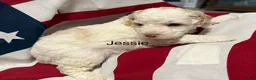 Mini Goldendoodle dogs for sale: Jessie - Ad 4