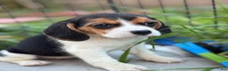 Beagle dogs for sale: Emily - Ad 7