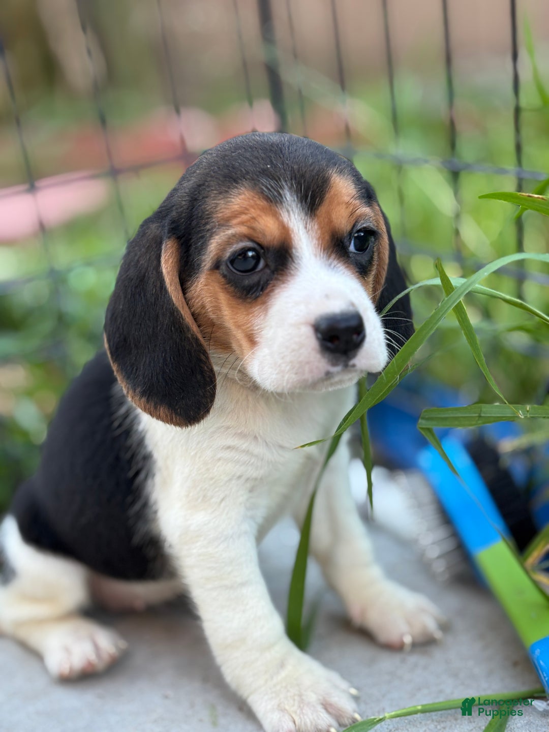 Beagle dogs for sale: Emily - Ad 7