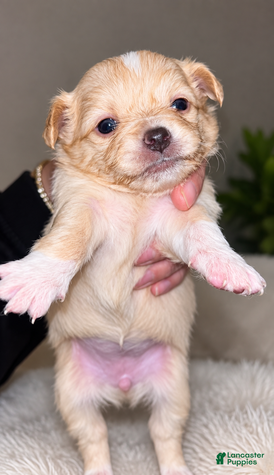 Chihuahua dogs for sale: Chihuahua 3 - Ad 22