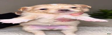 Chihuahua 3