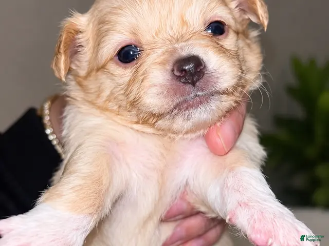 Chihuahua dogs for sale: Chihuahua 3 - Ad 22
