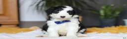 Sheepadoodle dogs for sale: Thumper - Ad 9