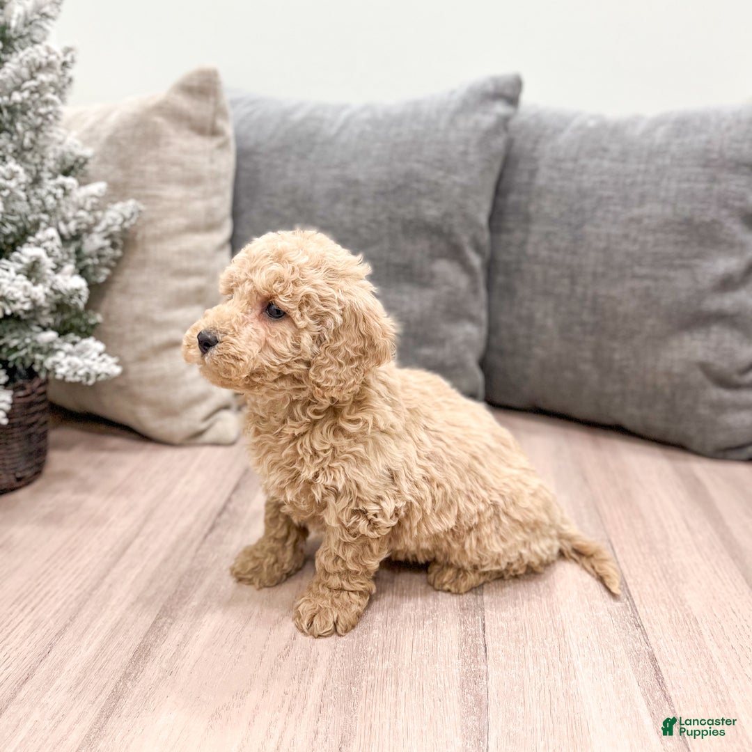 Goldendoodle dogs for sale: Benji - Ad 4