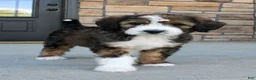 Bernedoodle dogs for sale: Chloe  - Ad 2