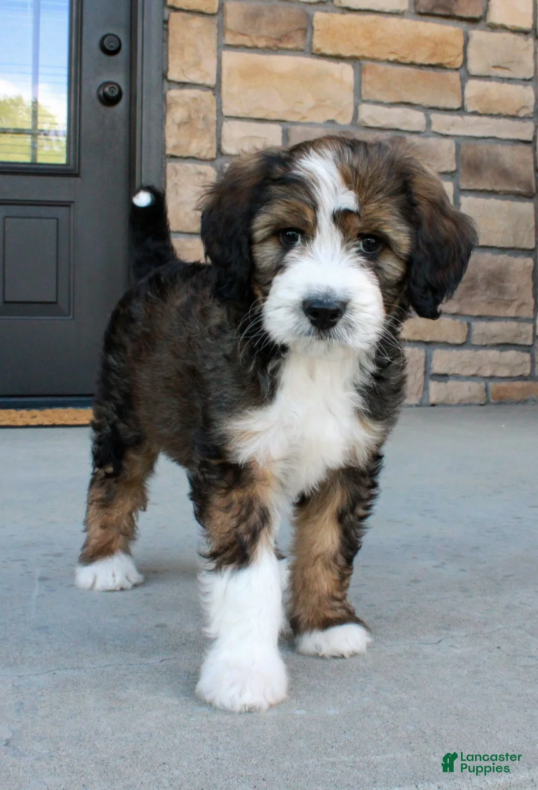 Bernedoodle dogs for sale: Chloe  - Ad 2