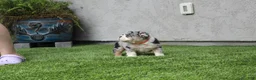 English Bulldog dogs for sale: English Bulldog 1 - Ad 9