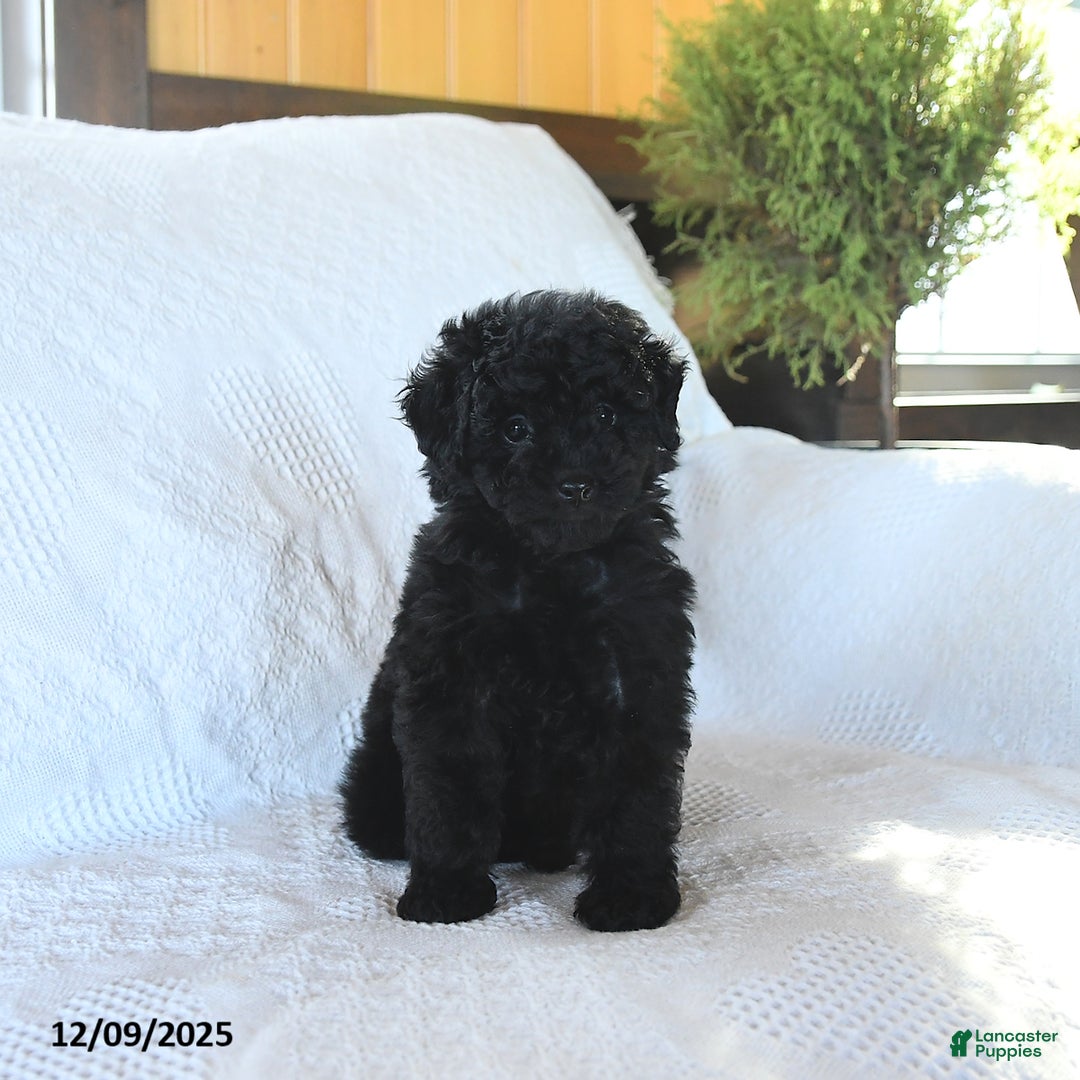 Miniature Poodle dogs for sale: Pepper - Ad 5