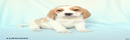 Beagle dogs for sale: Spot - Ad 1