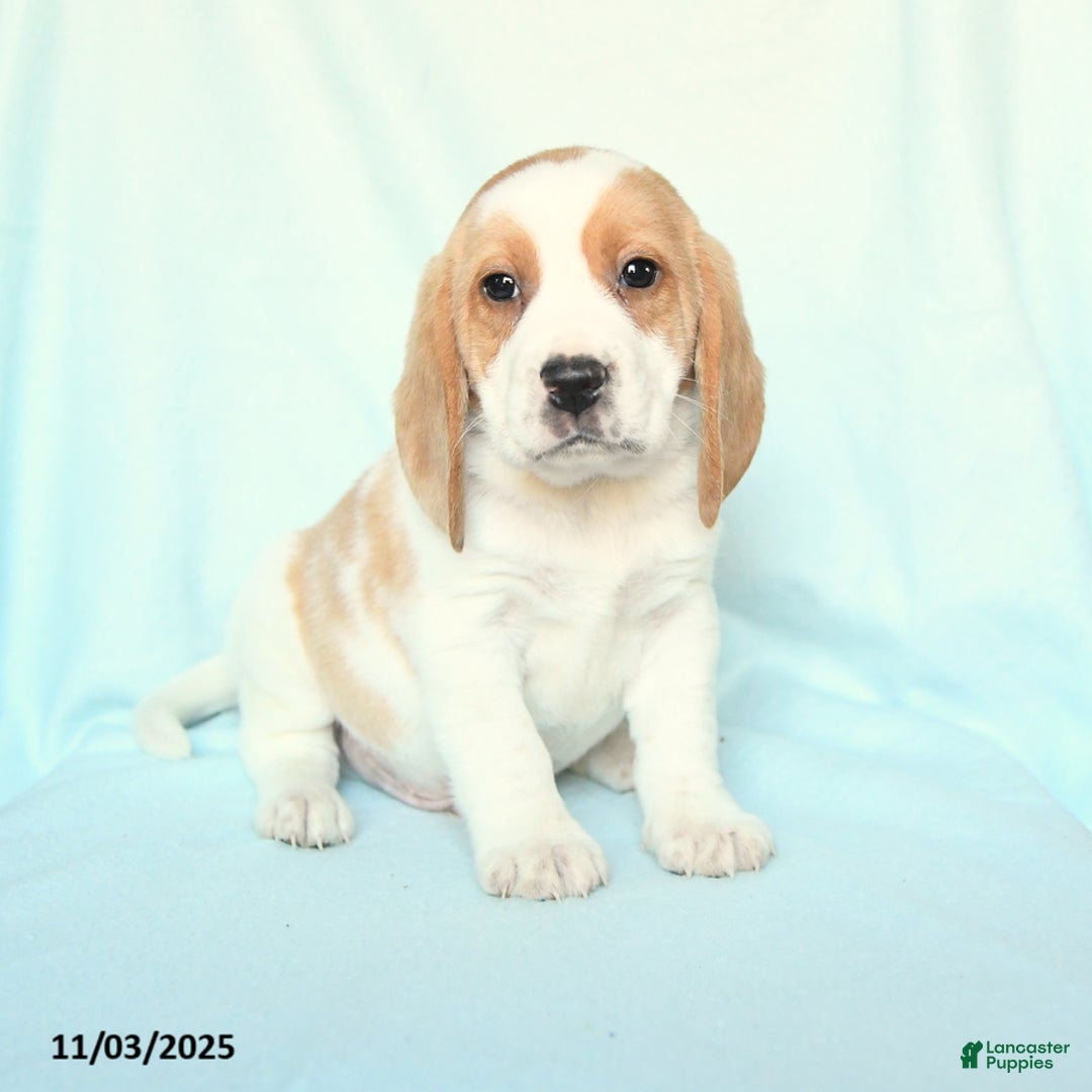 Beagle dogs for sale: Spot - Ad 1