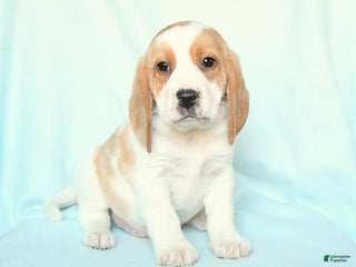 Beagle dogs Spot - Ad 42