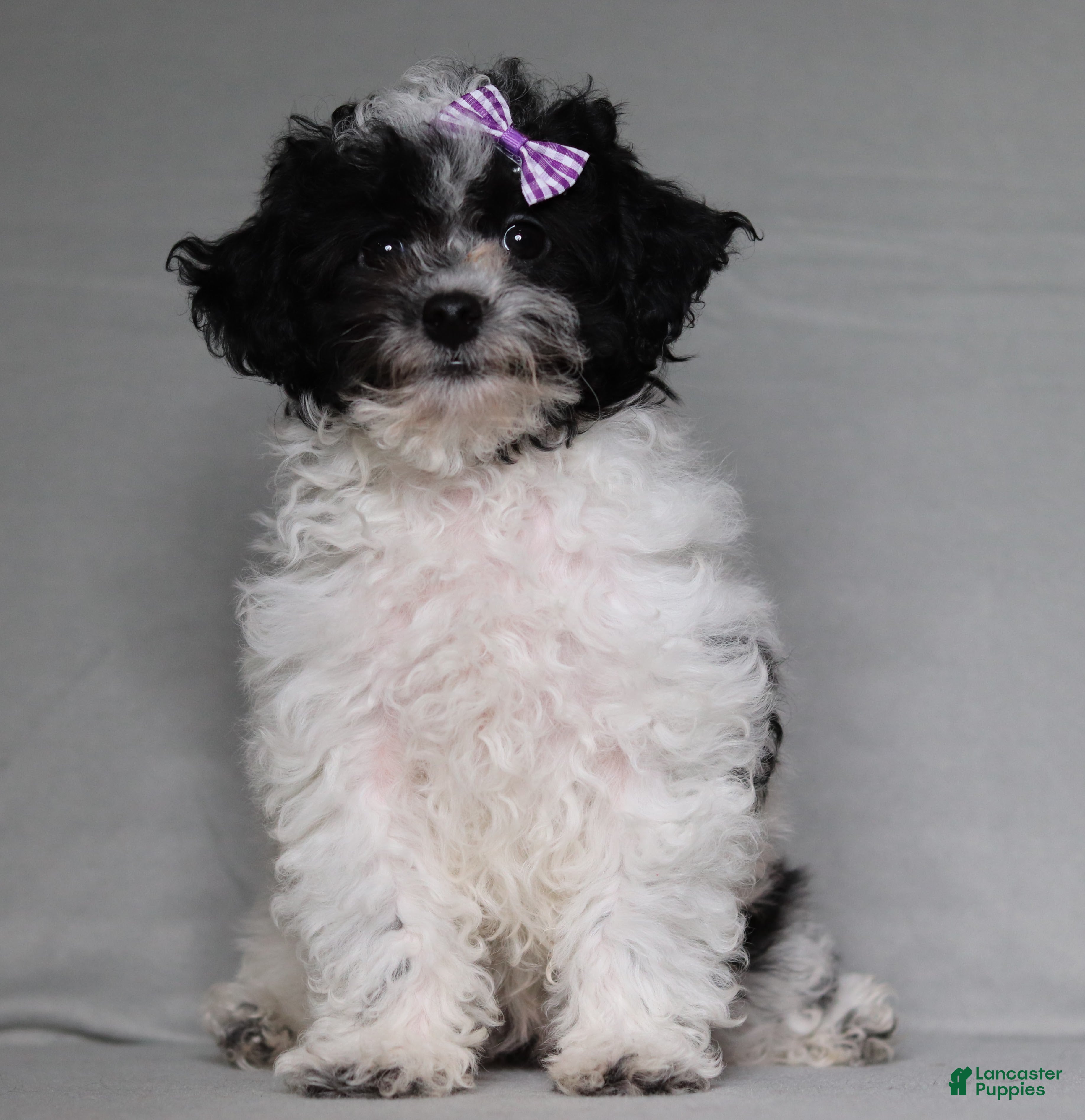 Toy Poodle dogs Rose - Ad 1