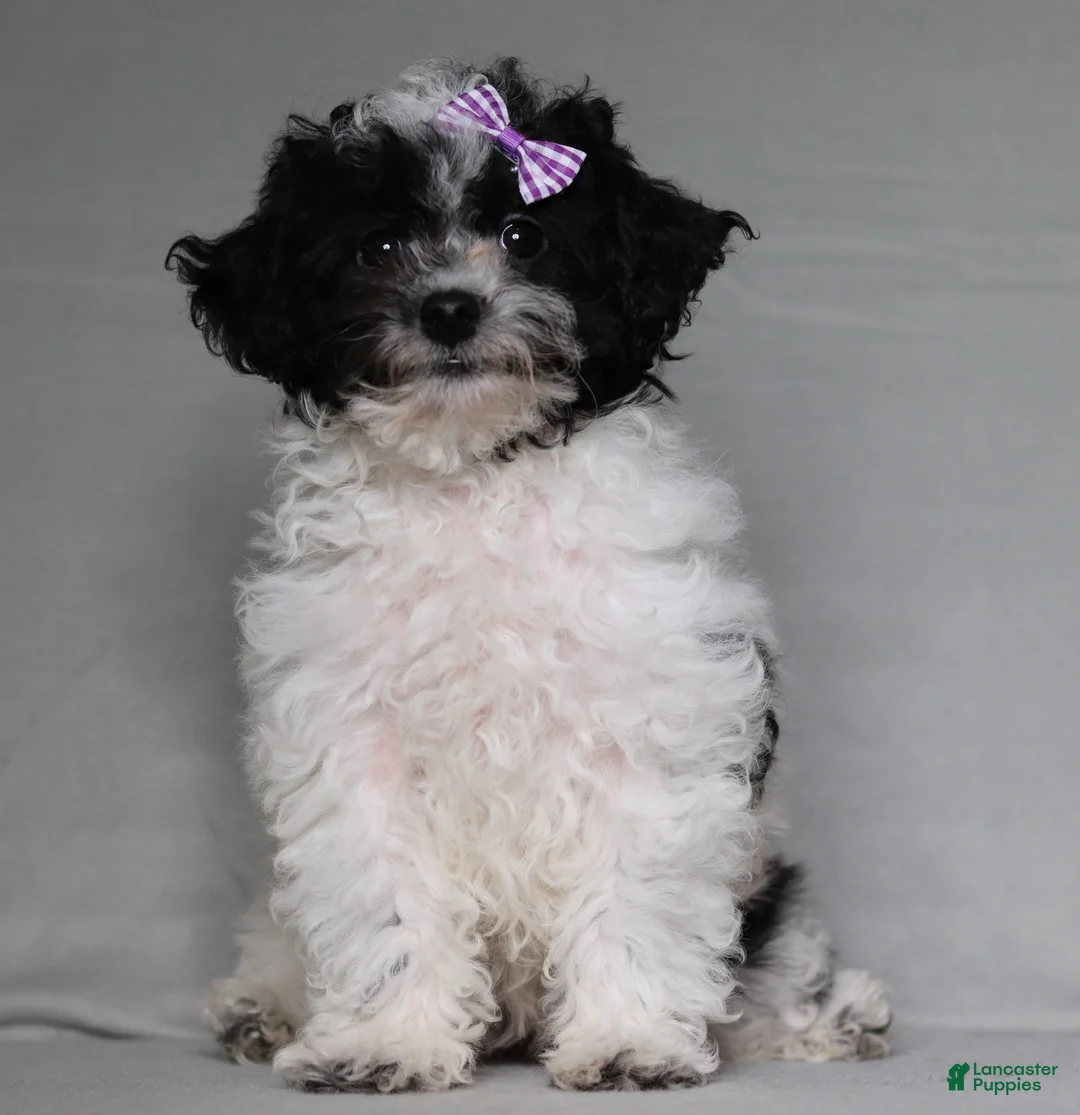 Toy Poodle dogs for sale: Rose - Ad 1