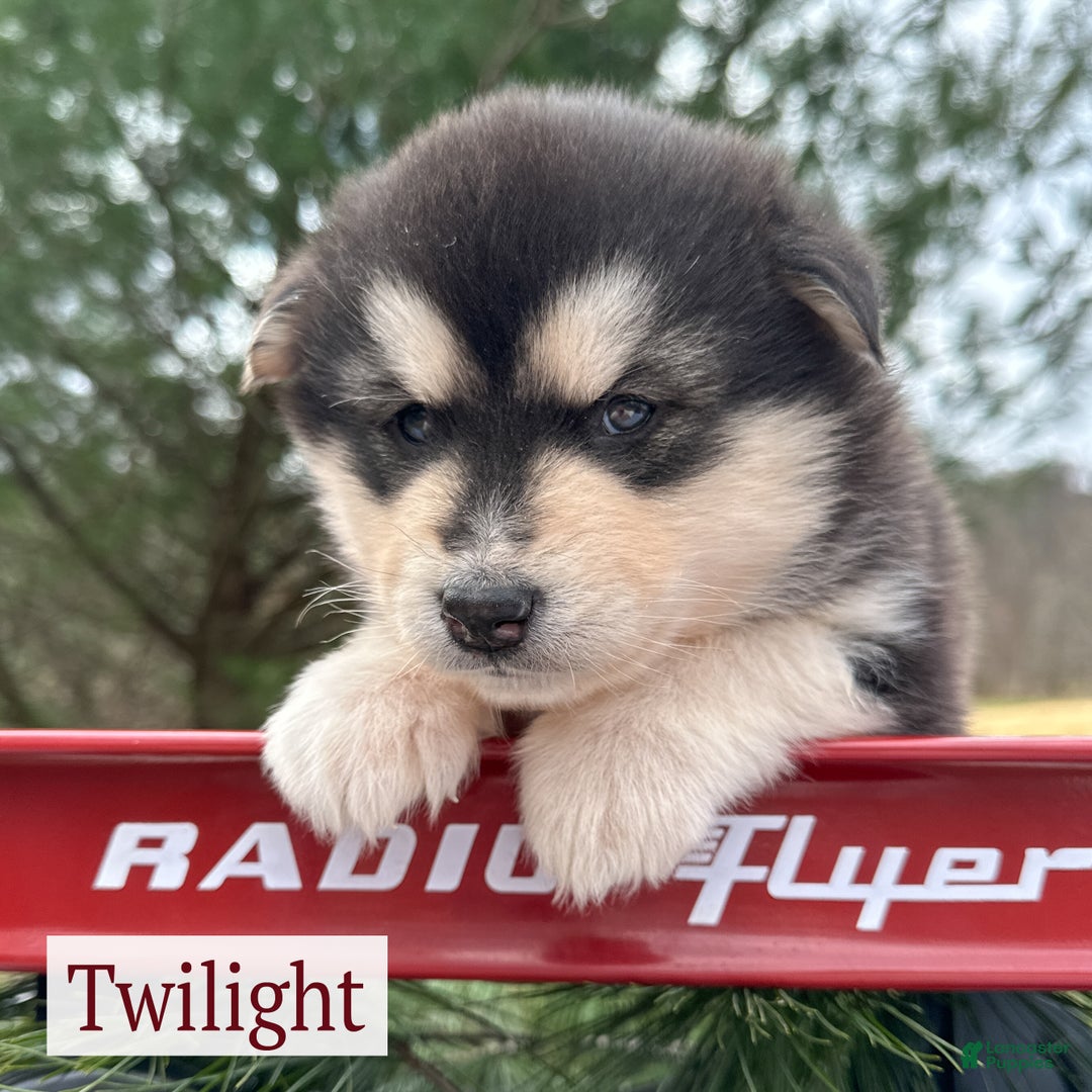 Alaskan Malamute dogs for sale: Twilight  - Ad 1