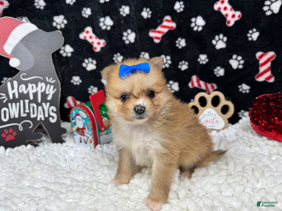 Pomeranian dogs for sale: Pomeranian Puppy 3 - Ad 3