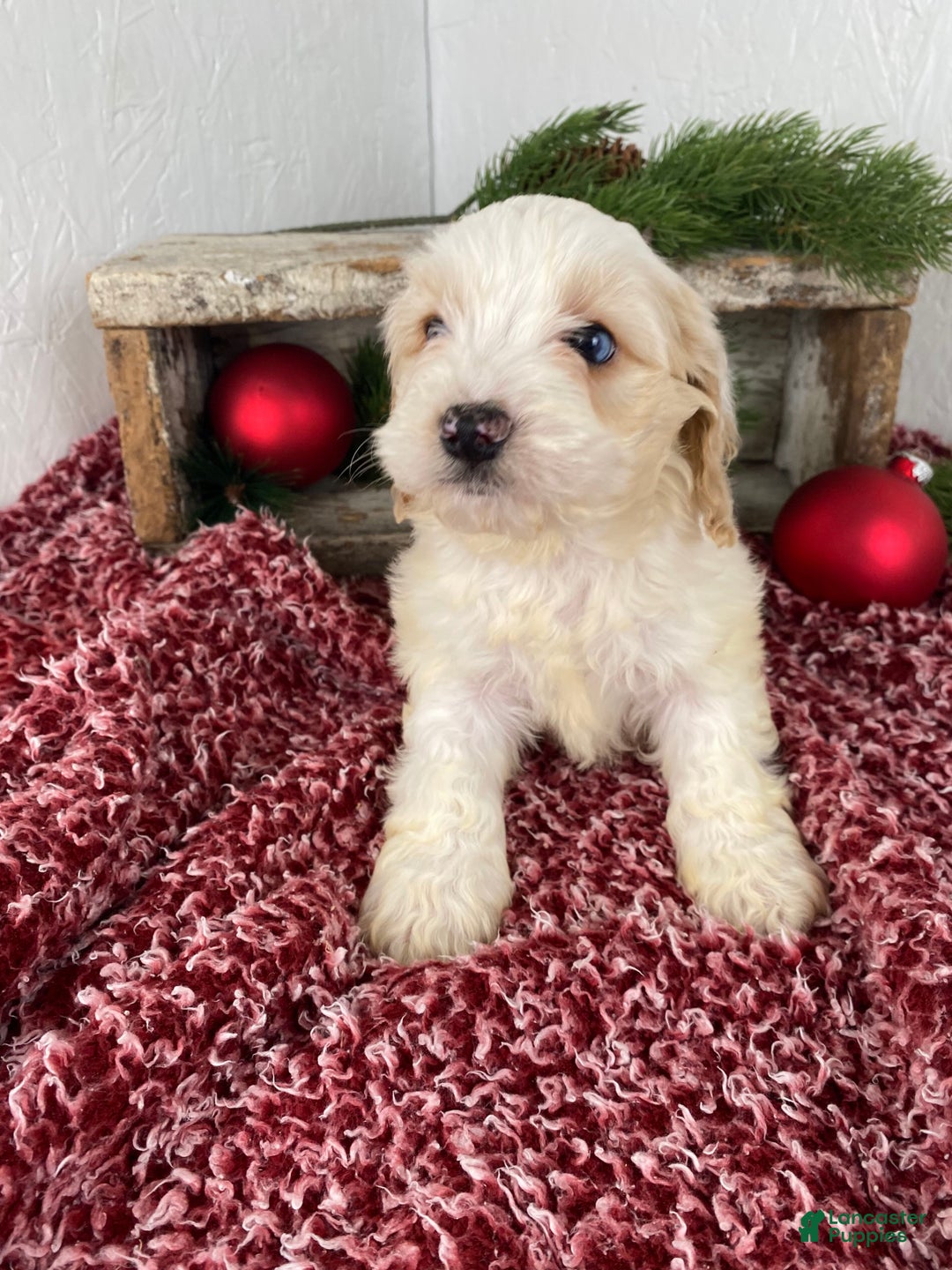 Cockapoo dogs for sale: Milo - Ad 3