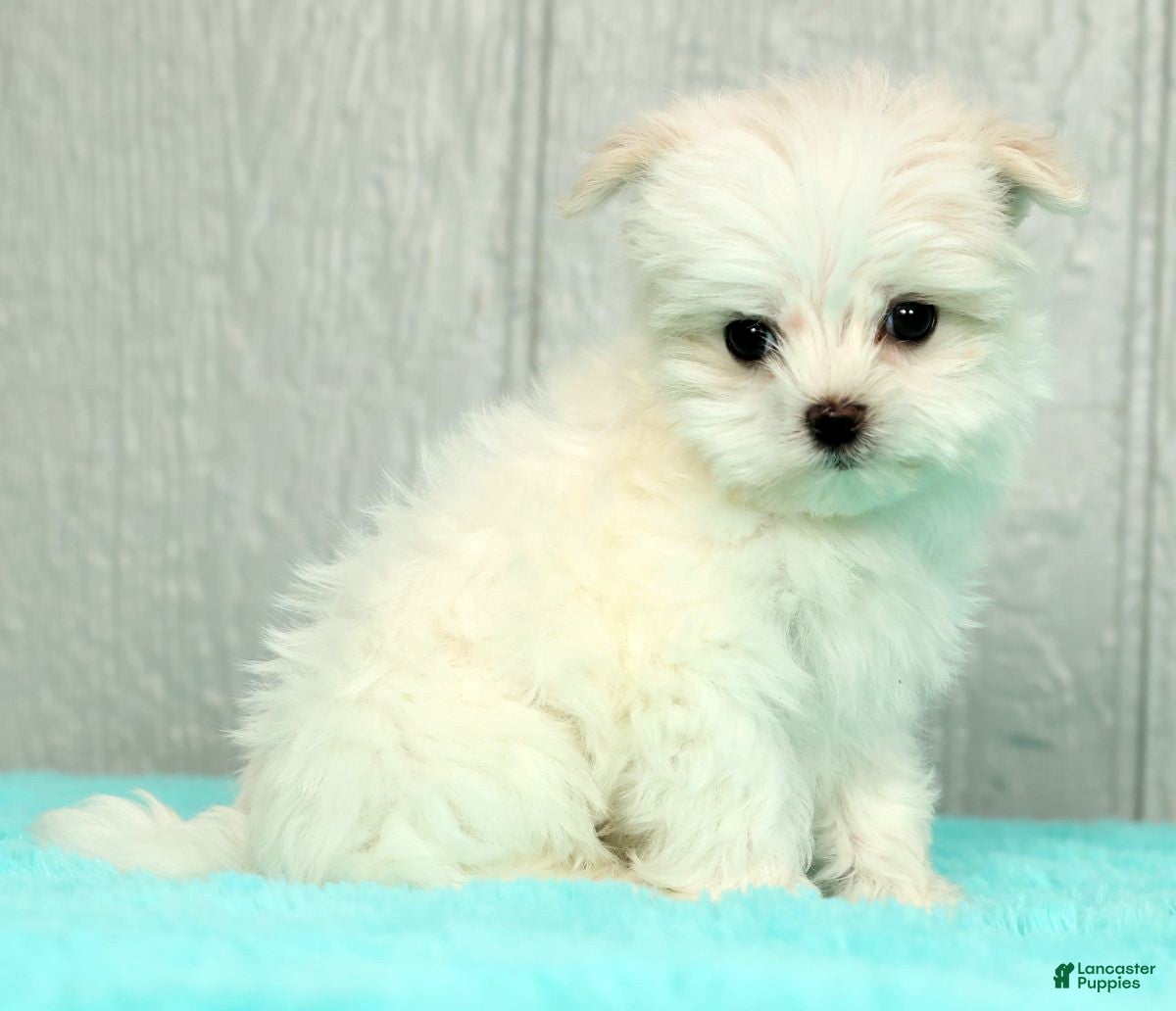 Maltese dogs Chloe - Ad 2
