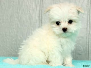 Maltese dogs Chloe - Ad 2