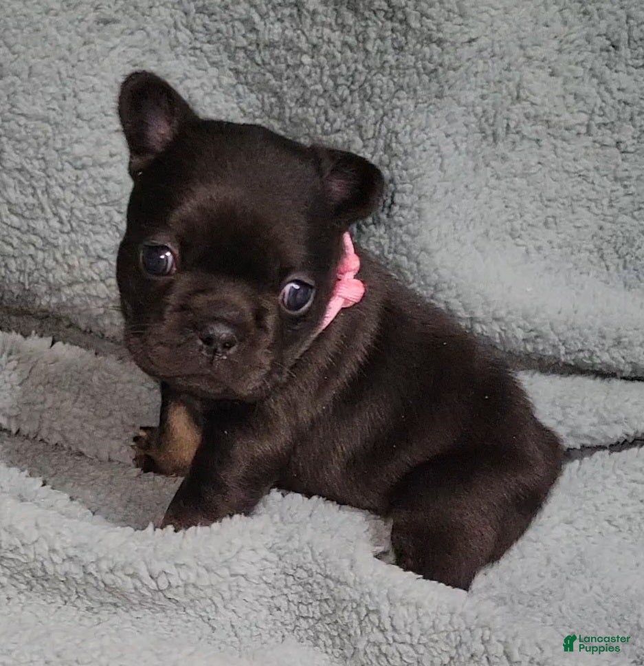 French Bulldog dogs Winnie - Ad 2