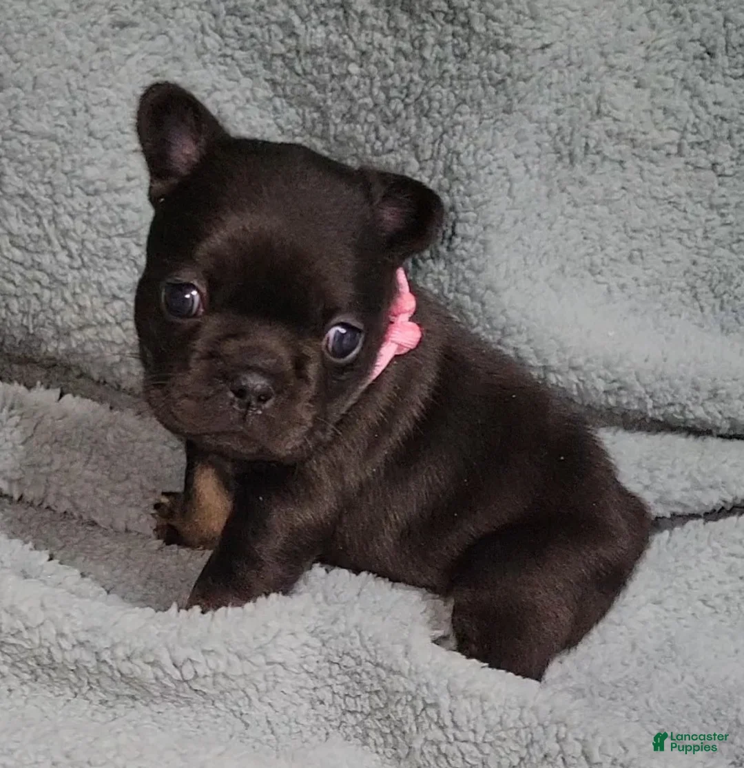 French Bulldog dogs for sale: Winnie - Ad 2