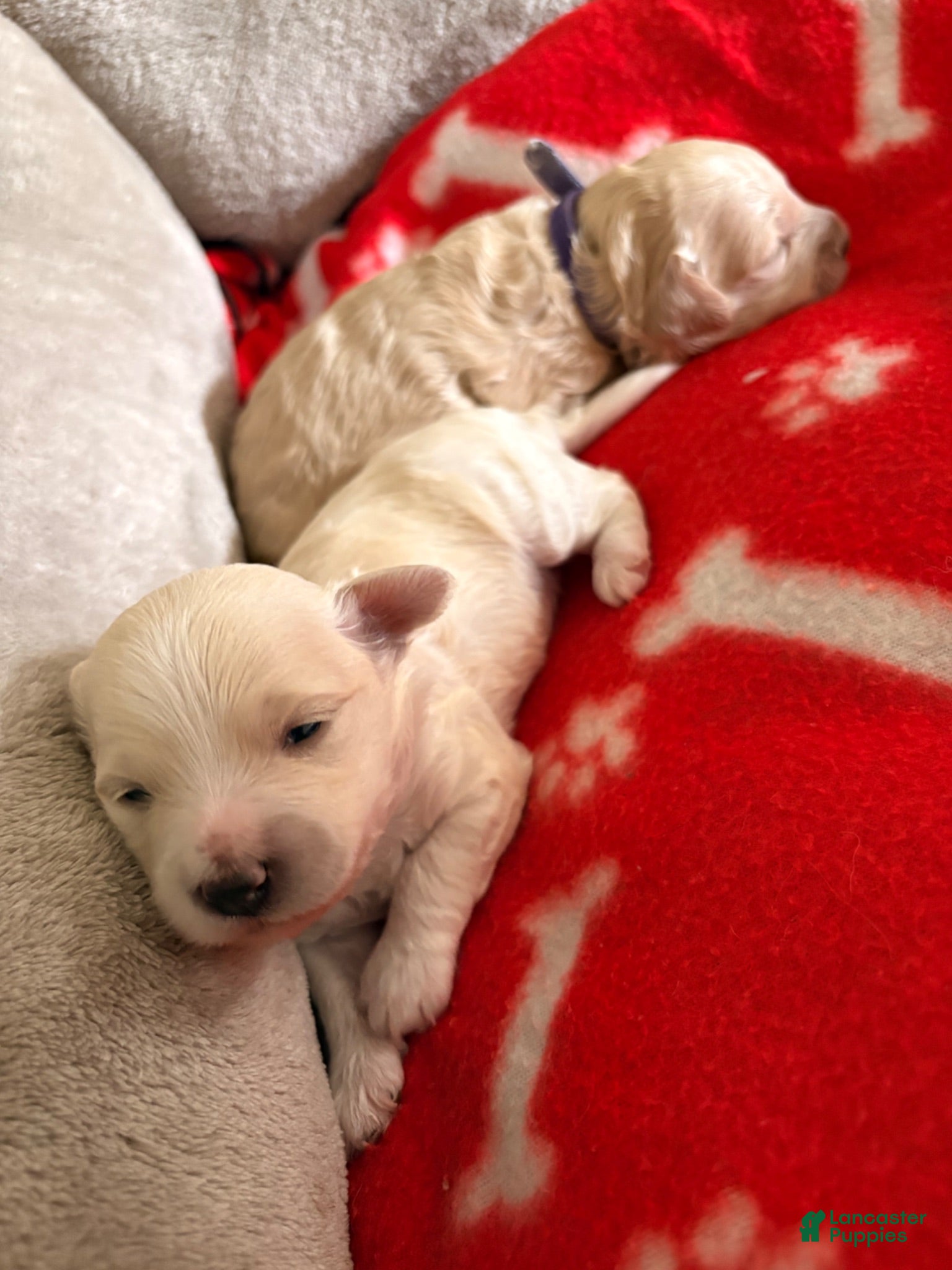 Maltipoo dogs Maltipoo 1 - Ad 8