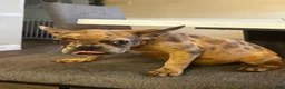 French Bulldog dogs for sale: Nina - Ad 28