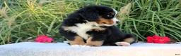 Bernese Mountain Dog dogs for sale: Laura AKC - Ad 4
