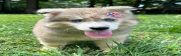 Siberian Husky dogs for sale: REYNA - Ad 4