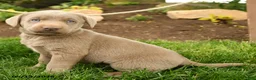 Labrador Retriever dogs for sale: Silver - Ad 4