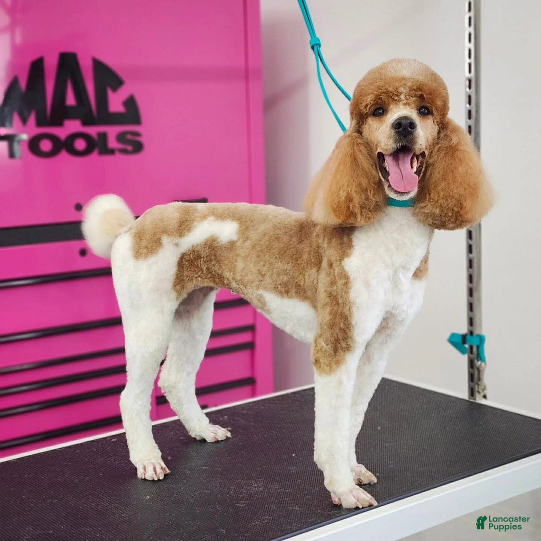 Miniature Poodle dogs for sale: Miniature Poodle Puppy 2 - Ad 2